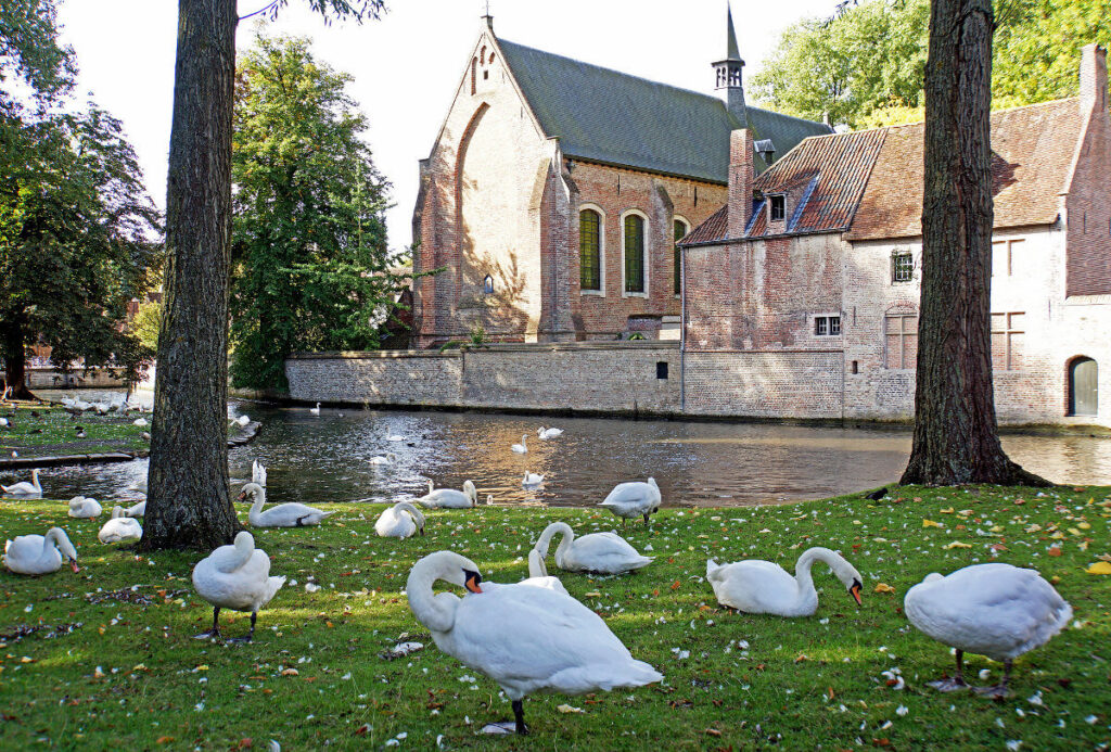 cygnes, symboles de l'amour