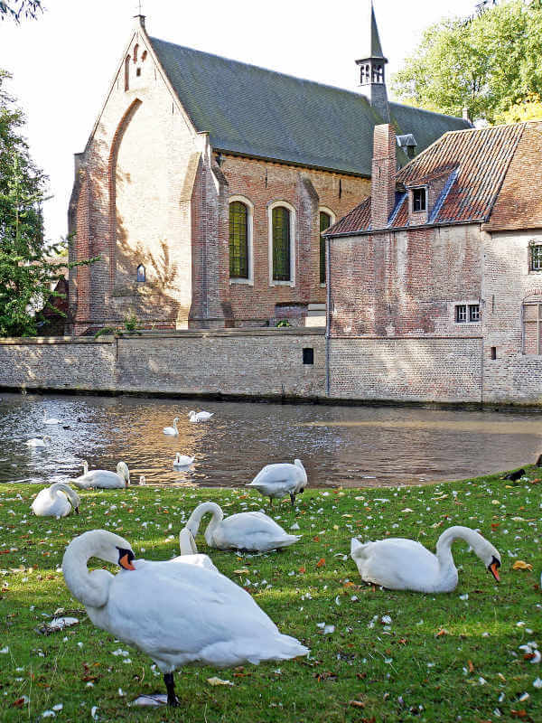 cygnes, symboles de l'amour